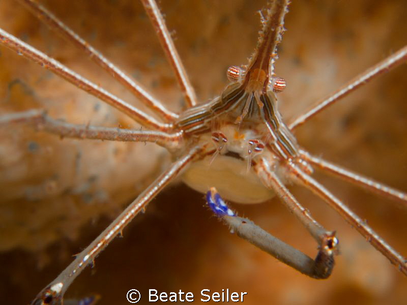 Arrow crab from "under the bridge" by Beate Seiler 