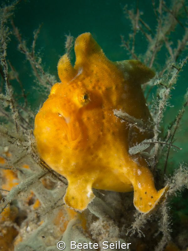 I'am the boss , yellow frog fish at the jetties by Beate Seiler 
