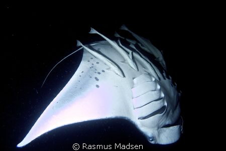 Manta ray feeding behind Ari Queen in the evening. by Rasmus Madsen 