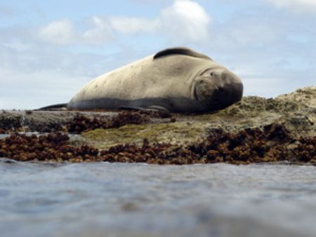 Hawaiian Monk Seal - always a speacial sighting. I've see... by Glenn Poulain 