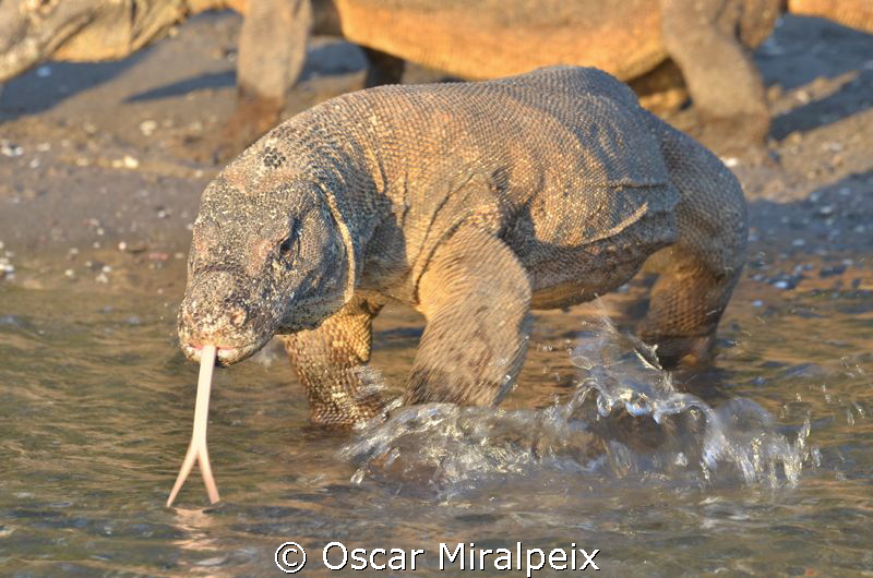 Big Komodo Dragon with hungry in Rinca Beach by Oscar Miralpeix 