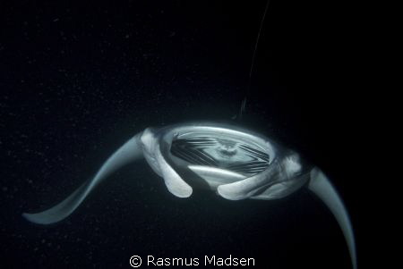 This week we had 3 evenings with manta rays feeding in th... by Rasmus Madsen 