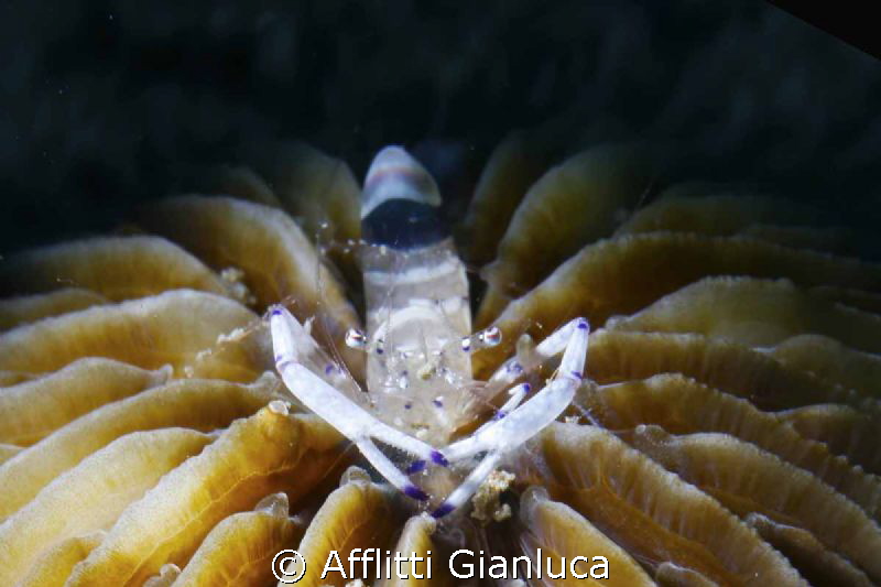 shrimp symbiont by Afflitti Gianluca 
