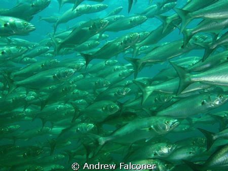 this shot of a wall of fish was taken at the Busselton je... by Andrew Falconer 