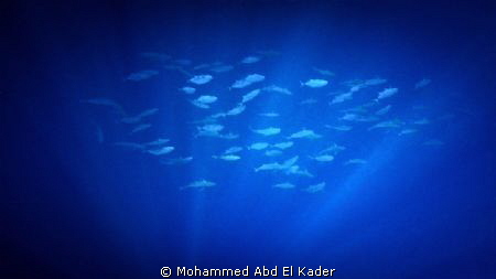 "Blue" .. Red Sea, Egypt. by Mohammed Abd El Kader 