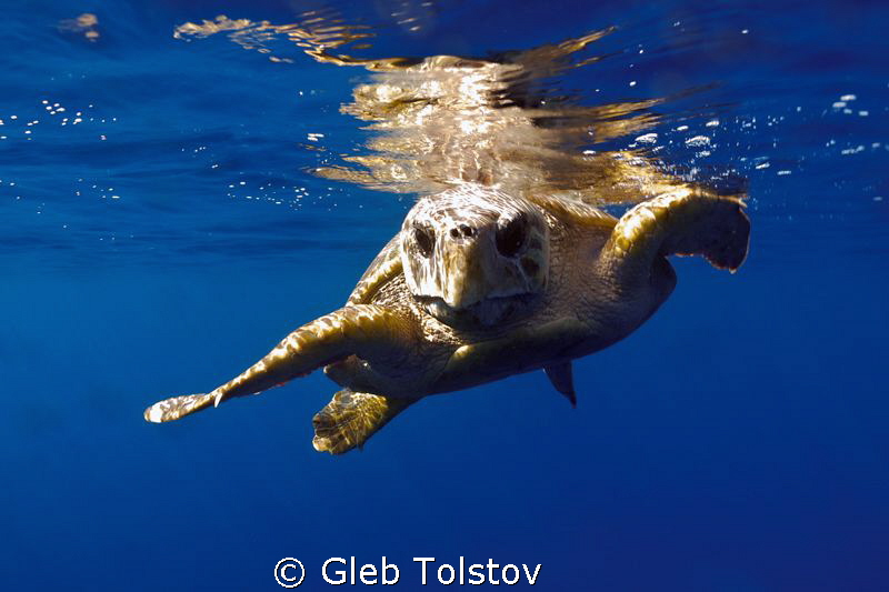 A turtle by Gleb Tolstov 