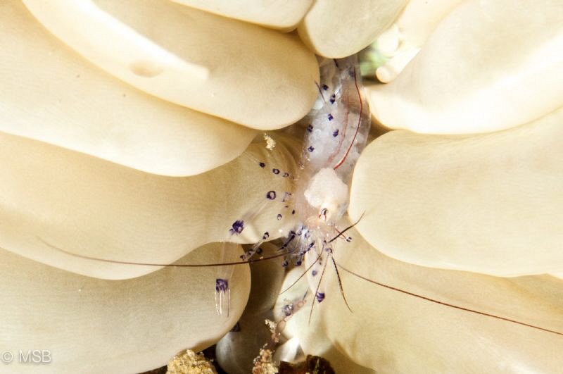 Bubble coral shrimp with eggs. by Mehmet Salih Bilal 