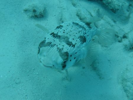 Pufferfish at about 30feet found on a shore dive in Curacao by Kelly N. Saunders 