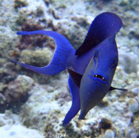 Common Blue Trigger Fish by Billy N 