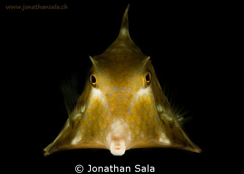 box fish by Jonathan Sala 