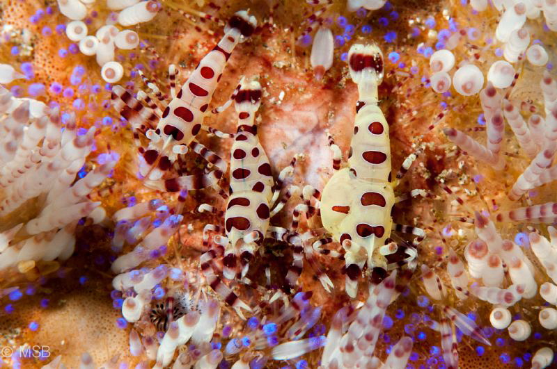 Triple Colemani shrimps. by Mehmet Salih Bilal 