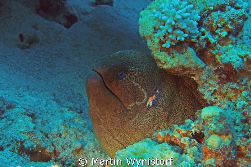 Some have a even bigger heads. This Muray is truly a giant! by Martin Wynistorf 
