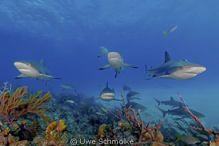 Among sharks - 
These caribbean reef sharks I've taken o... by Uwe Schmolke 
