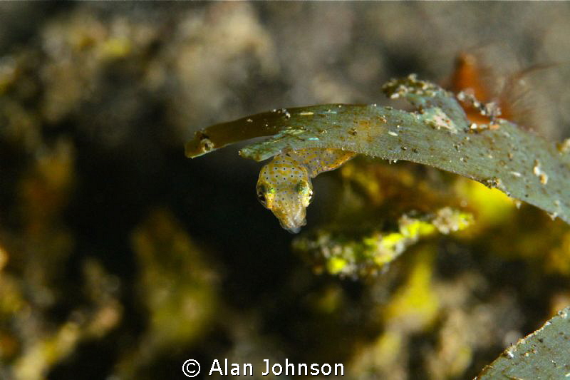 tiny Pigmy squid, (about 1.5 cm)hiding under a little pie... by Alan Johnson 