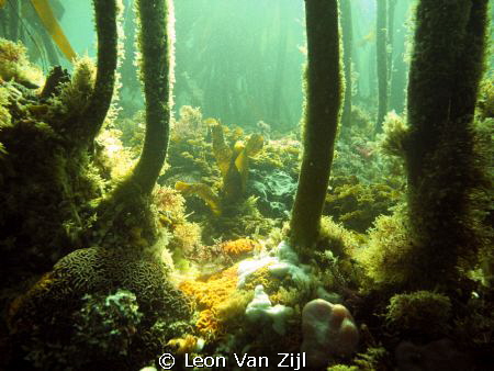 Kelp forest, One of my favorite diving spots in Hermanus ... by Leon Van Zijl 