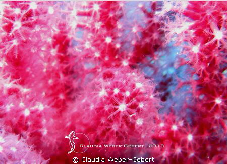 RED by Claudia Weber-Gebert 