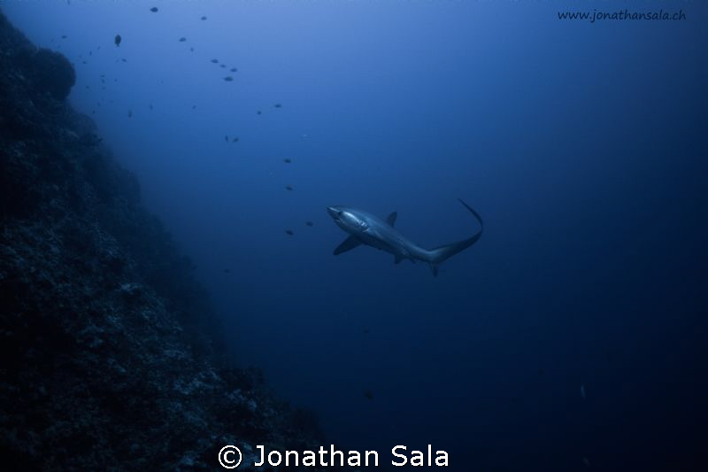 Thresher Shark by Jonathan Sala 
