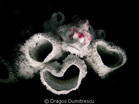 White Bearded Scorpionfish trying to blend, Lembongan Ind... by Dragos Dumitrescu 