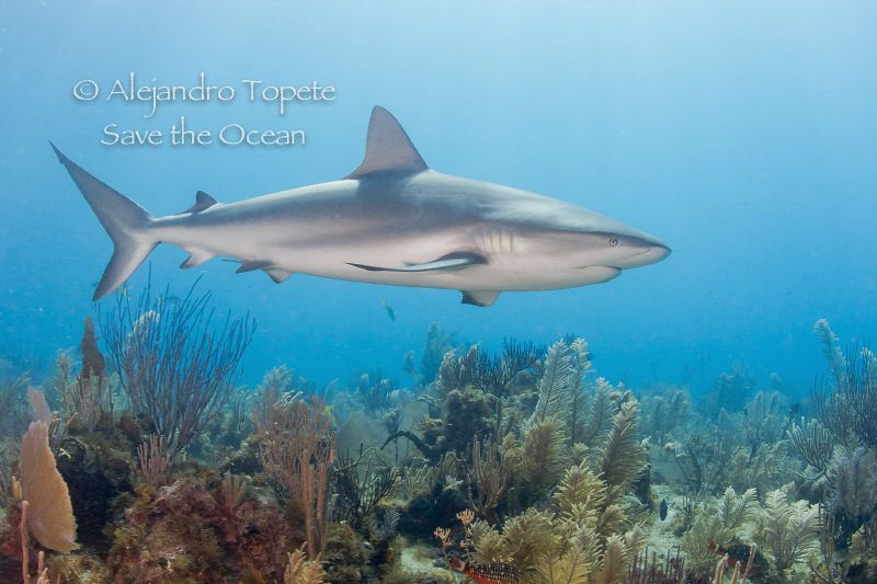 Shark and Reef, Gardens of the Queen Cuba by Alejandro Topete 