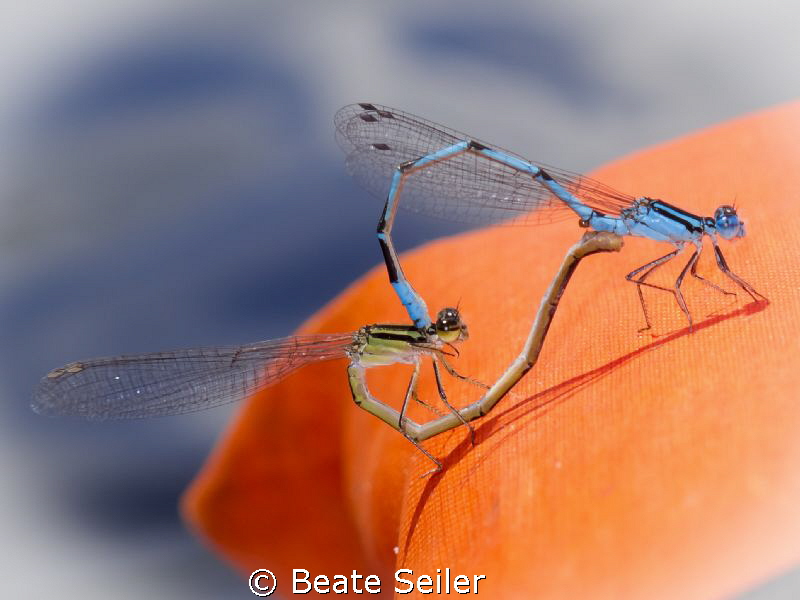Dragon fly - Wedding on my lifewest during kayaking the S... by Beate Seiler 