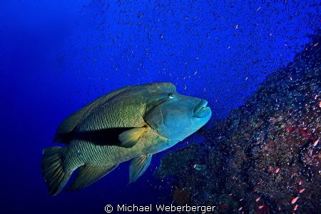this Picture was taken in the red sea at Big Brother. by Michael Weberberger 