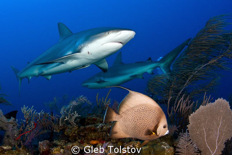 Angel fish and sharks by Gleb Tolstov 