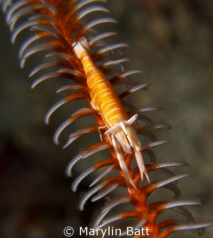 Cronoid Shrimp,  Anilao, Philippines. by Marylin Batt 