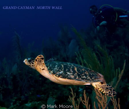North wall Grand Cayman by Mark Moore 