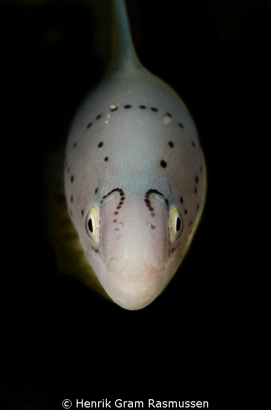 Morey Eel Closeup by Henrik Gram Rasmussen 