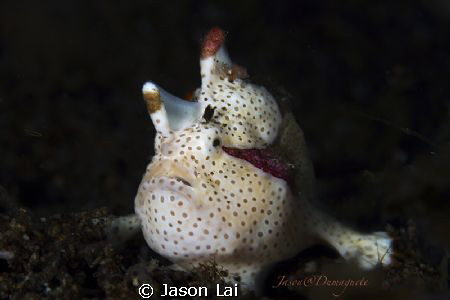 Clown frogfish portrait by Jason Lai 