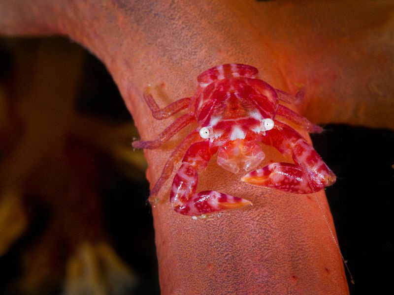 Soft coral red crab on pose by Alex Varani 