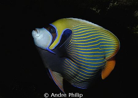 Emperor Angelfish by Andre Philip 