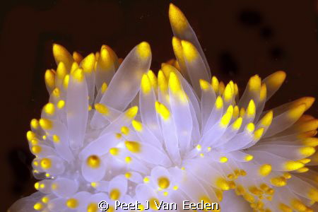 The yellow tipped cerata of a gas flame nudibranch by Peet J Van Eeden 