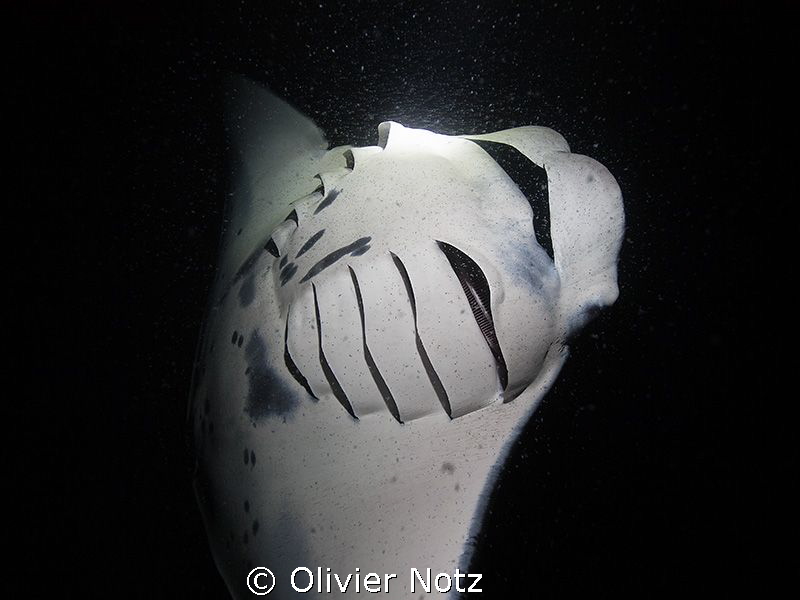 Night snorkeling with Mantas - a special experience... by Olivier Notz 