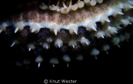 the arm of a spiny starfish by Knut Wester 