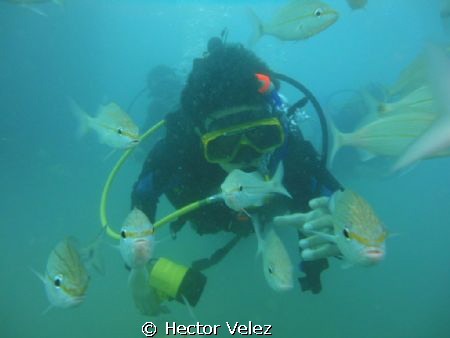 My younger son, diving among the fish by Hector Velez 