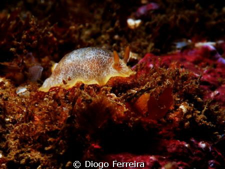 "Igor, the fastest nudibranch of the planet, preparing to... by Diogo Ferreira 