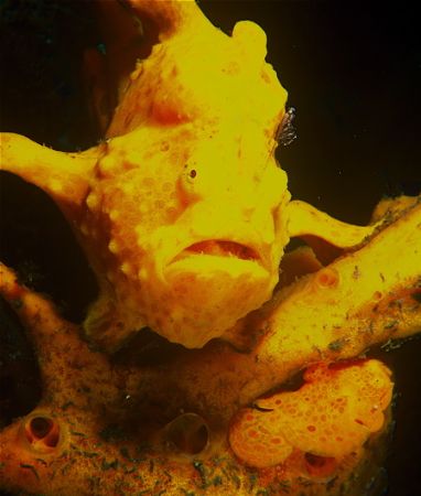 2 x frogfish by Gregory Grant 