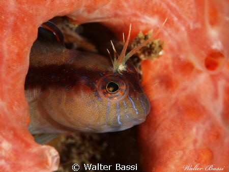 Blenny by Walter Bassi 