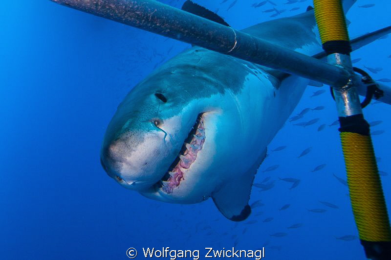 Curious Great White, obviously interested in the cages co... by Wolfgang Zwicknagl 