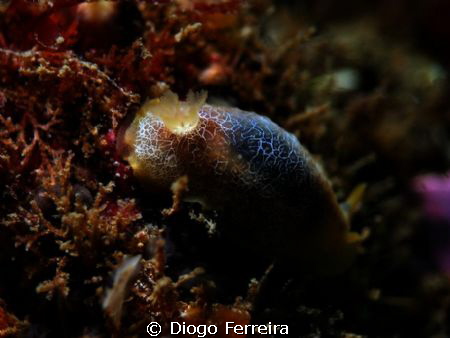 "Igor, the fastest nudibranch on earth, if youtry to catc... by Diogo Ferreira 