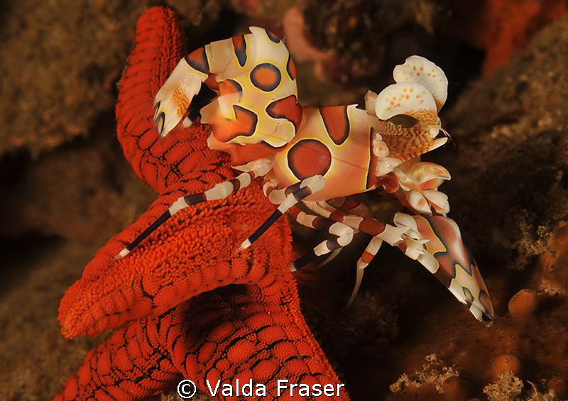 A harlequin shrimp working hard to dislodge a starfish. by Valda Fraser 