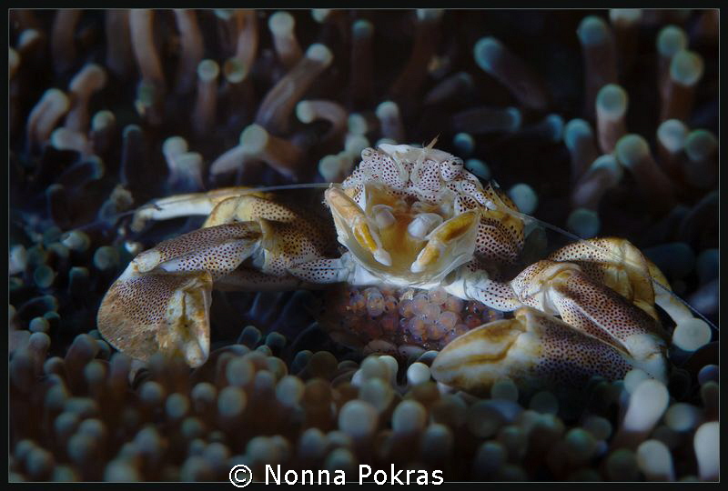 porcelain crab with eggs by Nonna Pokras 