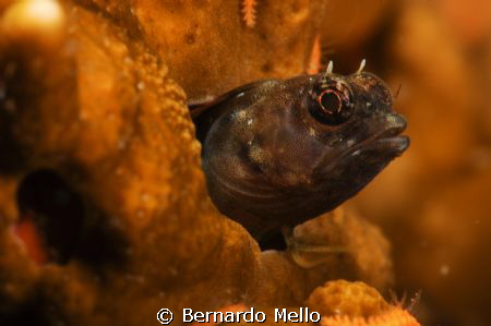 Very curious indeed... by Bernardo Mello 