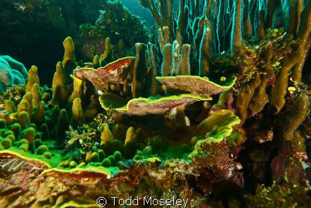 Sponges. by Todd Moseley 