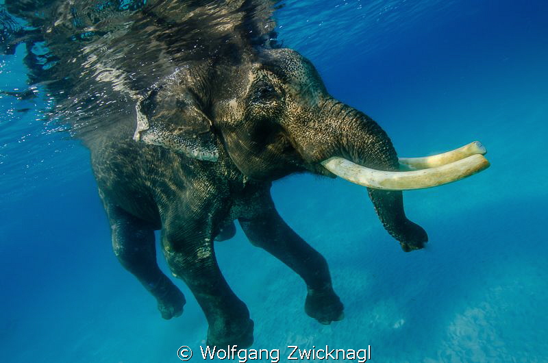 Well, Rajan again. As there is no category for swimming m... by Wolfgang Zwicknagl 