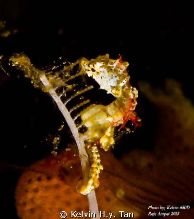 Pontohi Pgymy Seahorse (Rare sighting!) 1 of the few new ... by Kelvin H.y. Tan 