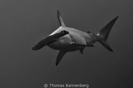 Hammerhead shark #2

NIKON D7000 in a Seacam "Prelude" ... by Thomas Bannenberg 