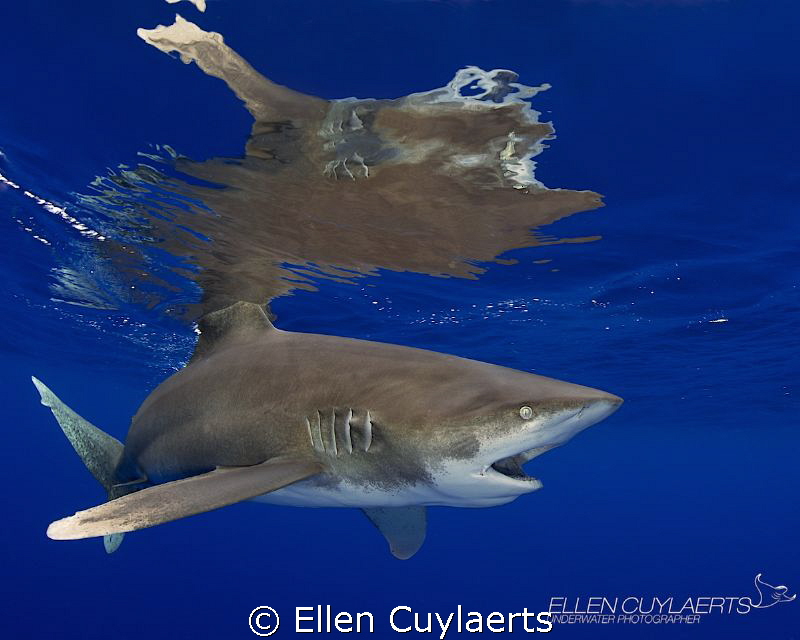 Hard to digest!

Visiting the Oceanic Whitetips in the ... by Ellen Cuylaerts 