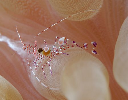 Spotted Cleaner Shrimp, Exuma, Bahamas by Ryan Weeks 